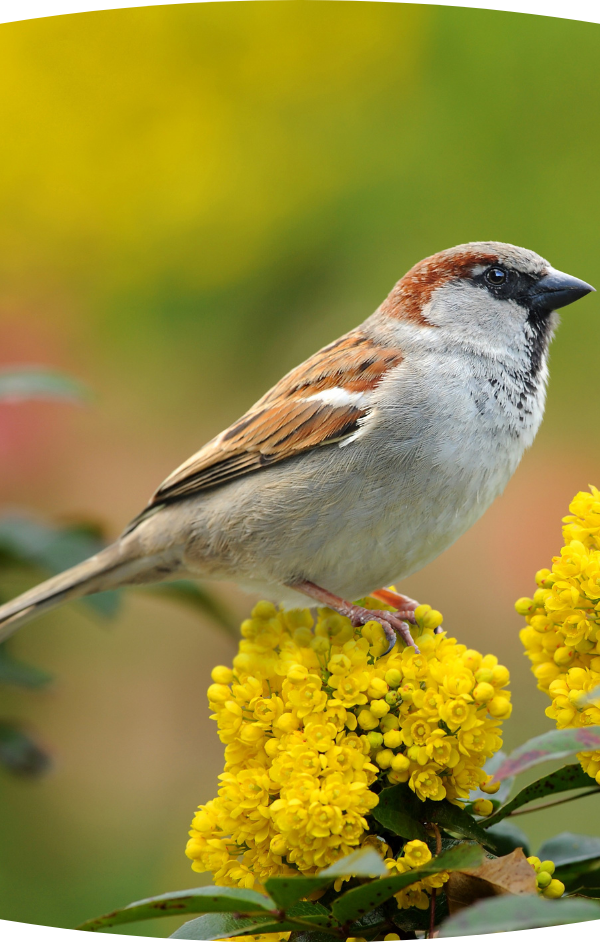 VOGELFUTTER